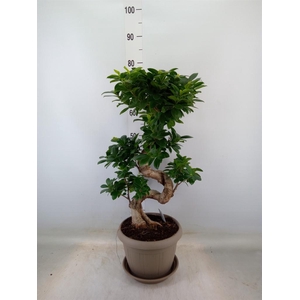 Ficus microcarpa 'Ginseng'