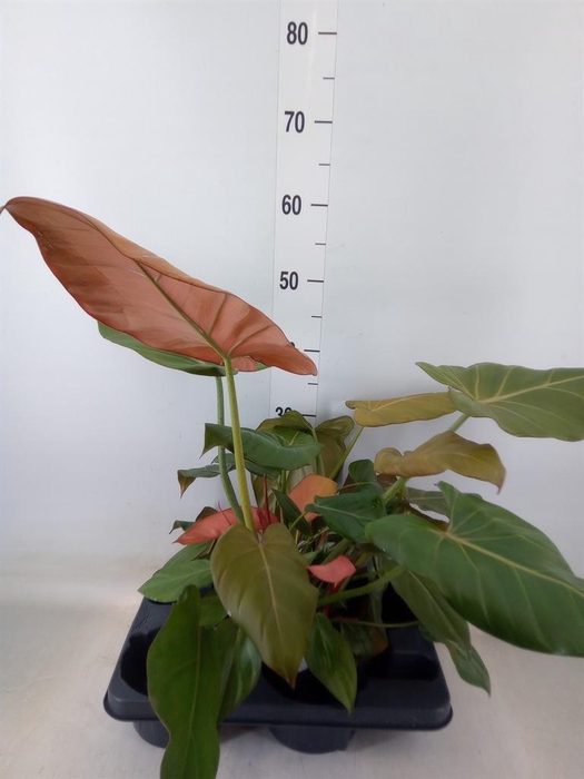 <h4>Philodendron   ...</h4>