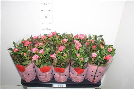 <h4>Ro Twin Color</h4>