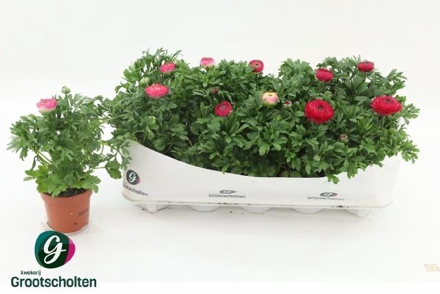 Ranun Sprink Vio Bic