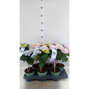Hydrangea mac. 'Magical Revolution'