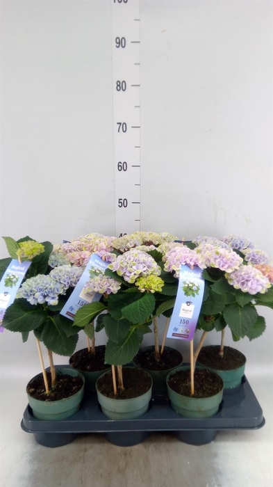 <h4>Hydrangea mac. 'Magical Revolution'</h4>