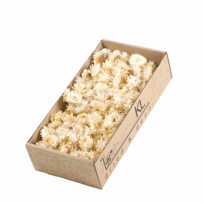 <h4>Helichrysum Heads 100gr Sb Natural White</h4>