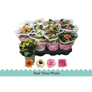 Kalanchoe Calandiva 2 tone mix 9Ø 19cm