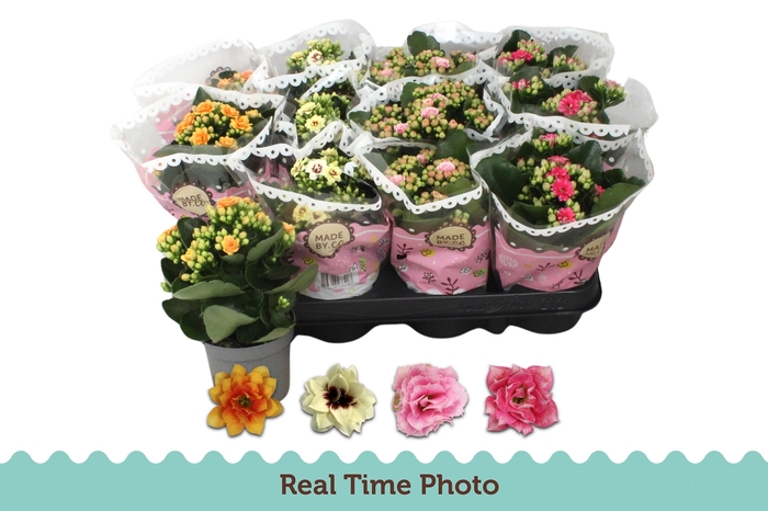 Kalanchoe Calandiva 2 tone mix 9Ø 19cm