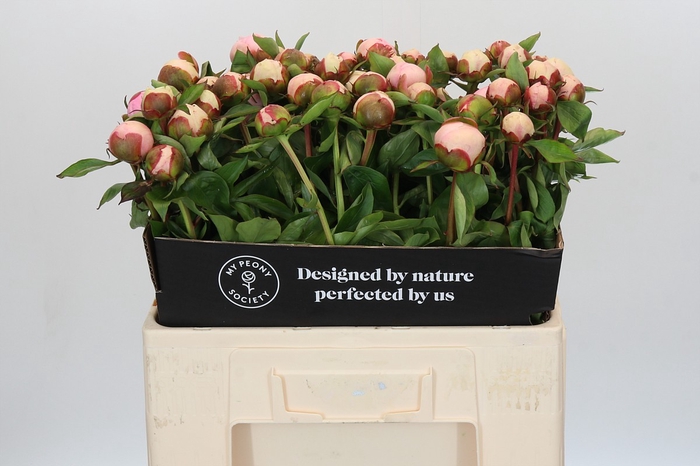 <h4>Paeonia Angel Cheeks</h4>