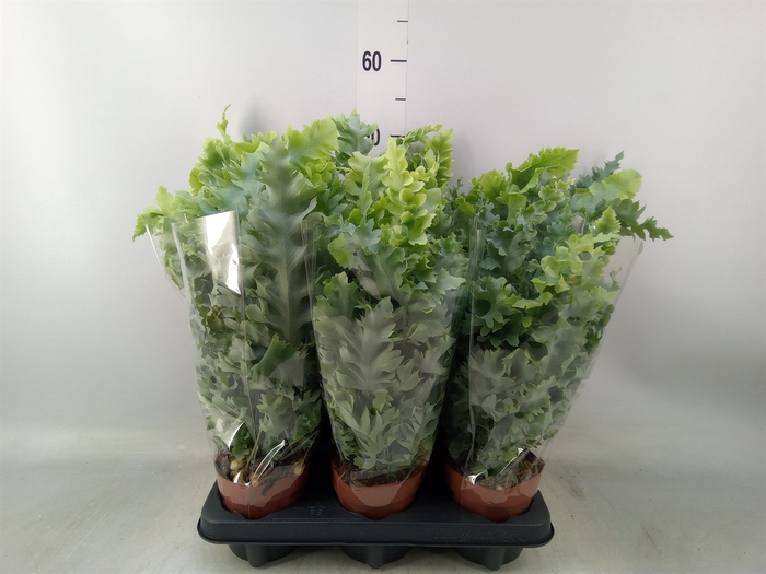 <h4>Phlebodium aureum 'Davana'</h4>