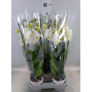 Phalaenopsis  'Ant Inverness'