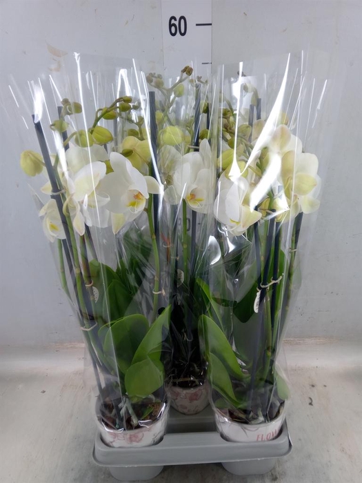 <h4>Phalaenopsis 'Ant Inverness'</h4>