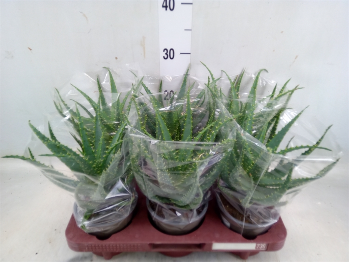 <h4>Aloe arborescens</h4>