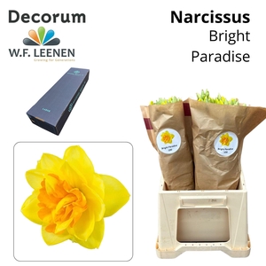 Narcissus Bright Paradise Large Box 300