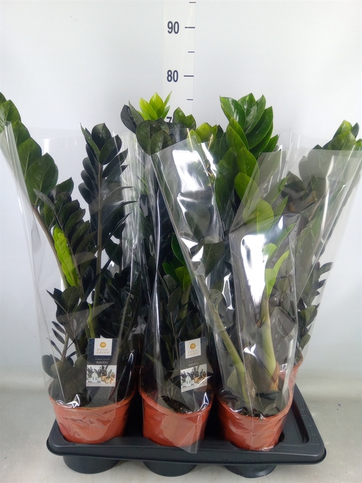 <h4>Zamioculcas zamiifolia 'Dowon'</h4>