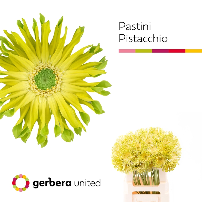 <h4>Gerbera Pastini Pistacchio Water</h4>