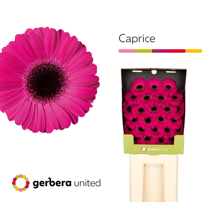 <h4>Germini Caprice Diamond</h4>