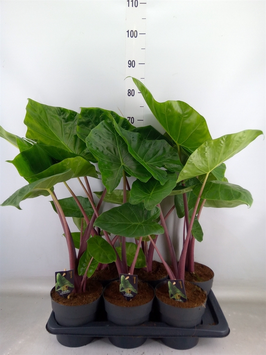 <h4>Alocasia   ...</h4>