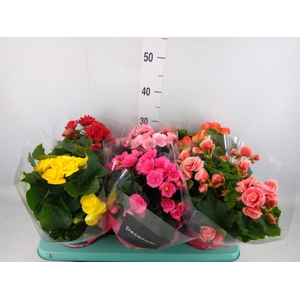 Begonia elat. DU   ...mix