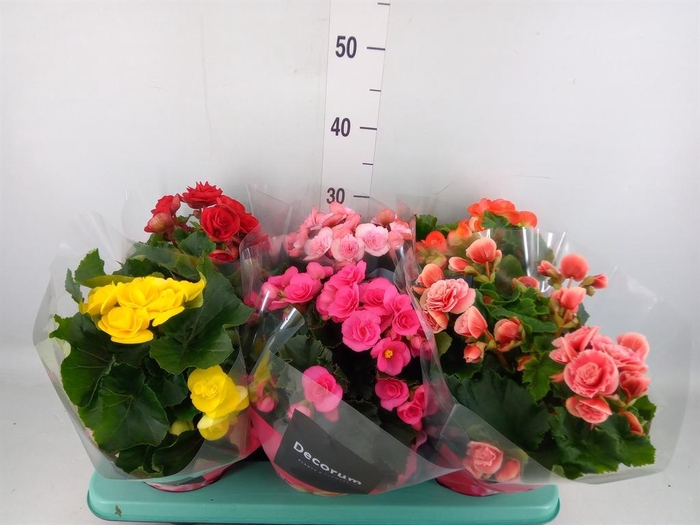 <h4>Begonia elat. DU   ...mix</h4>