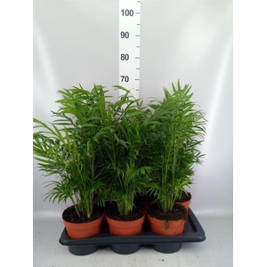 Chamaedorea elegans