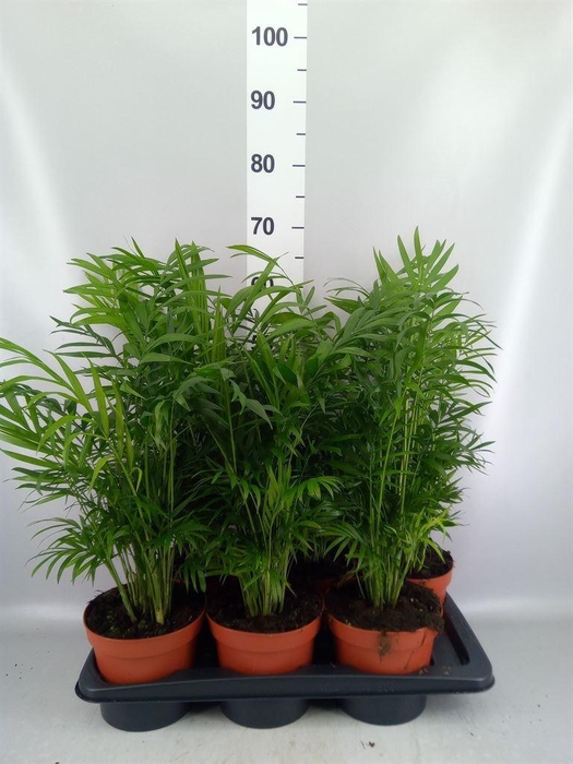 <h4>Chamaedorea elegans</h4>