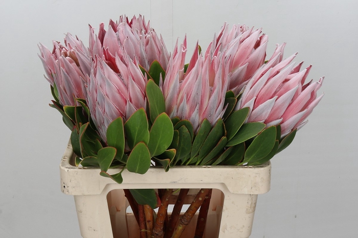 Protea Cynaroides