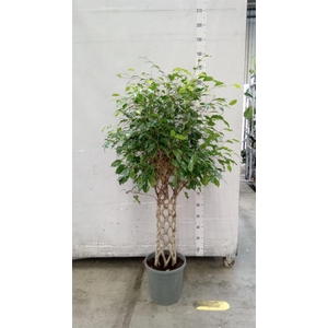 Ficus benja. 'Exotica'