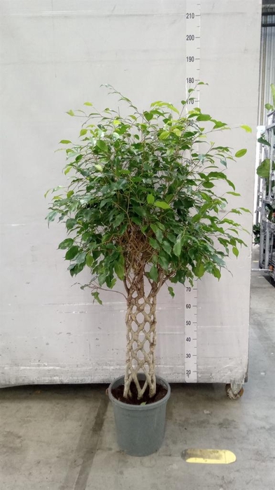 <h4>Ficus benja. 'Exotica'</h4>