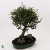 Bonsai 'Zelkova' in ø20cm Ceramic S-Shape with Saucer