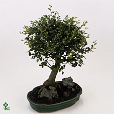 Bonsai 'Zelkova parv.' in ø15cm Ceramic Ball Shape with Saucer