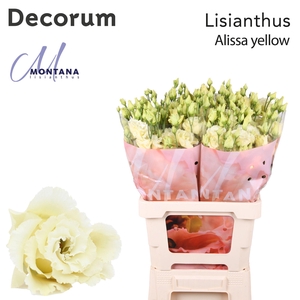 Lisianthus Alissa yellow 70cm