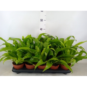 Asplenium antiquum