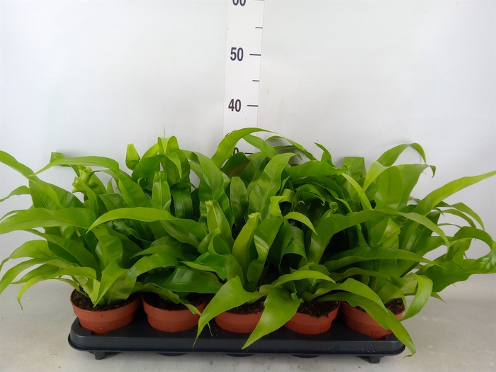 <h4>Asplenium antiquum</h4>