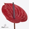 Anthurium impulz