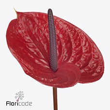 Anthurium impulz