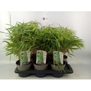 Fargesia rufa