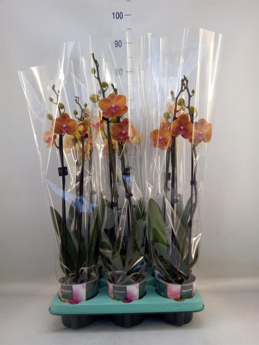 <h4>Phalaenopsis   ...</h4>