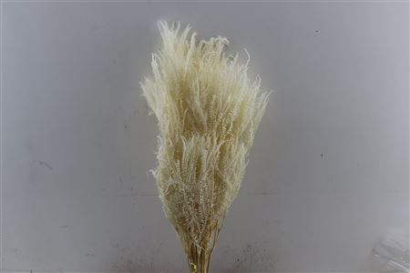 <h4>Pres Helecho Lvs Bleached Bunch</h4>