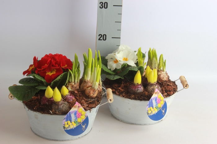 <h4>ARR TUINPLANTEN</h4>