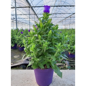 Campanula overig