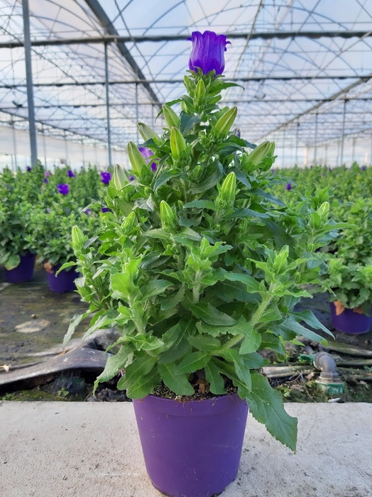 <h4>Campanula overig</h4>