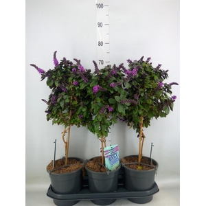 Ocimum basilicum 'Magic Mountain'