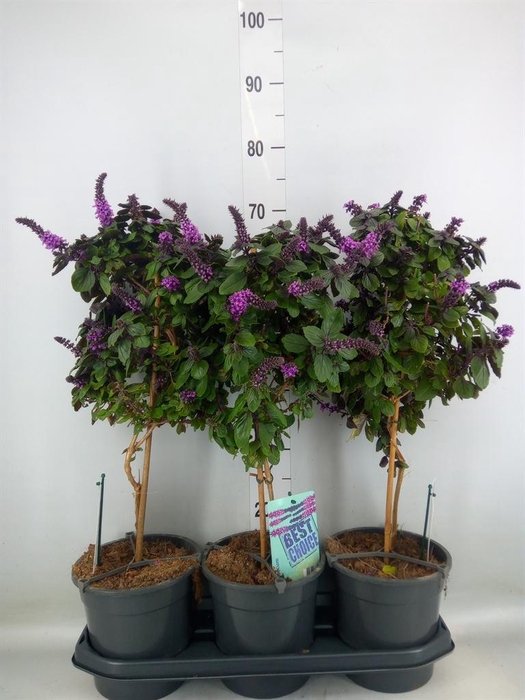 <h4>Ocimum basilicum 'Magic Mountain'</h4>