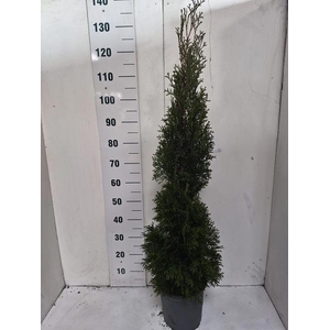 THUJA O SMARAGD
