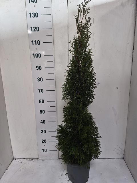 <h4>THUJA O SMARAGD</h4>