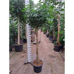 Schefflera arboricola 'Compacta' twister 240