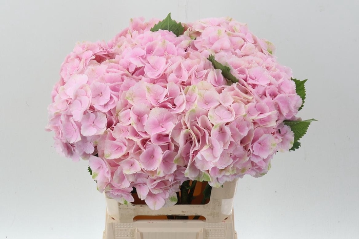 <h4>Hydr M Ch Verena</h4>