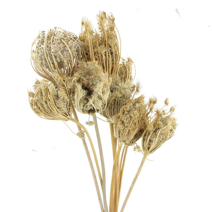 <h4>Dried Ammi Natural P Bos</h4>
