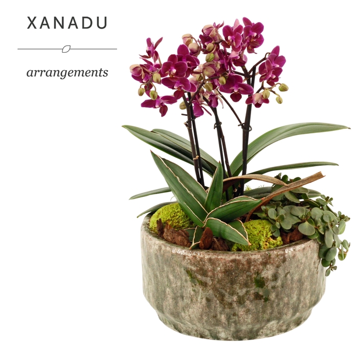 <h4>Xanadu Rome</h4>