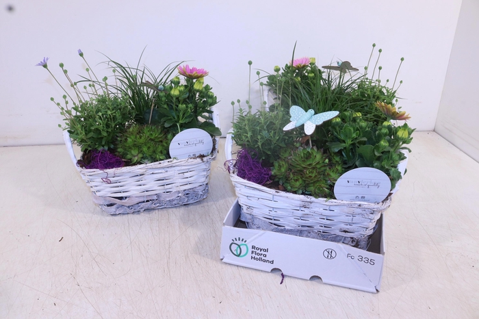 <h4>ARR TUINPLANTEN</h4>