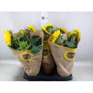 Helianthus an. 'Sunsation'