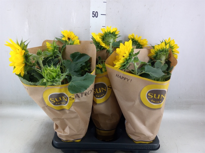 <h4>Helianthus an. 'Sunsation'</h4>
